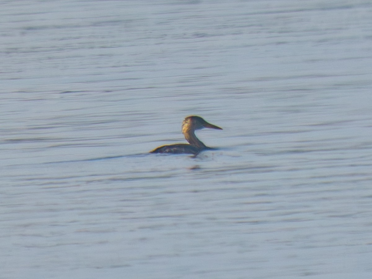 Пірникоза сірощока - ML646914922