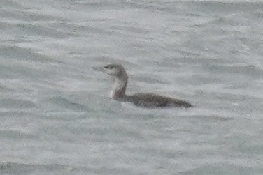 Colimbo Chico - ML646914927