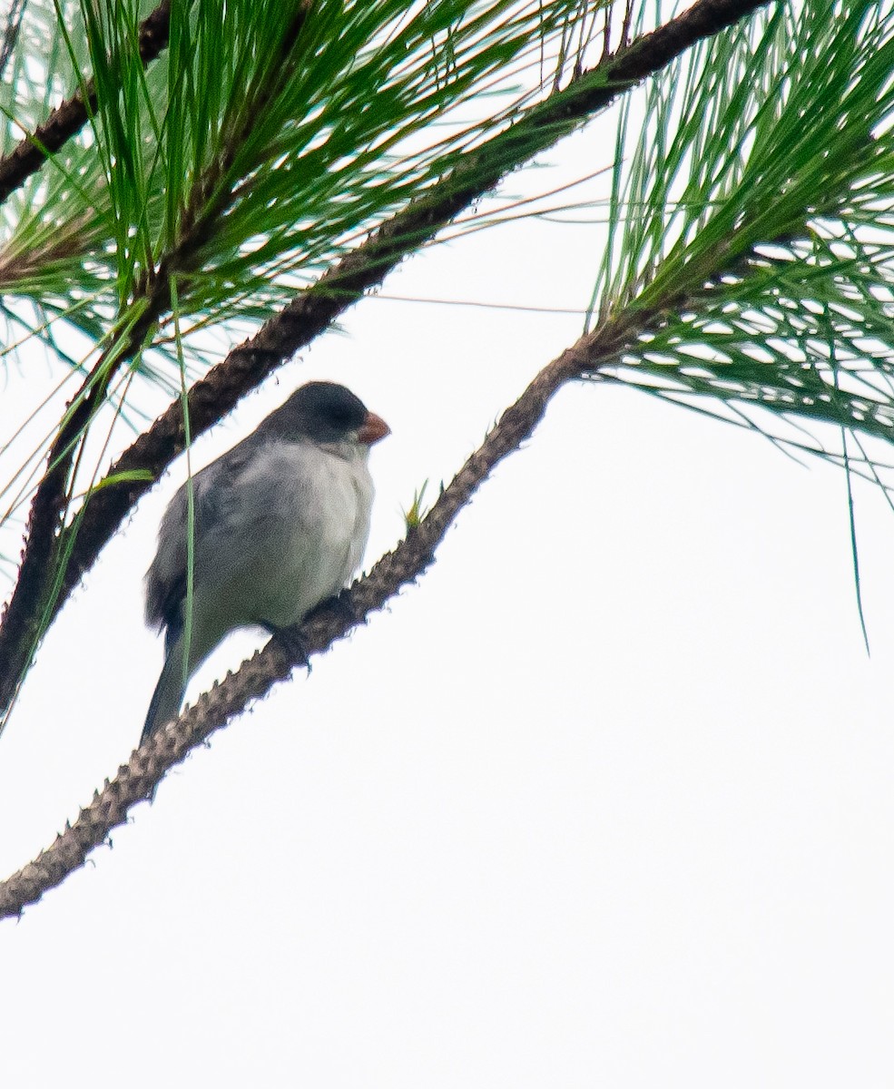 シロハラヒメウソ - ML646914931