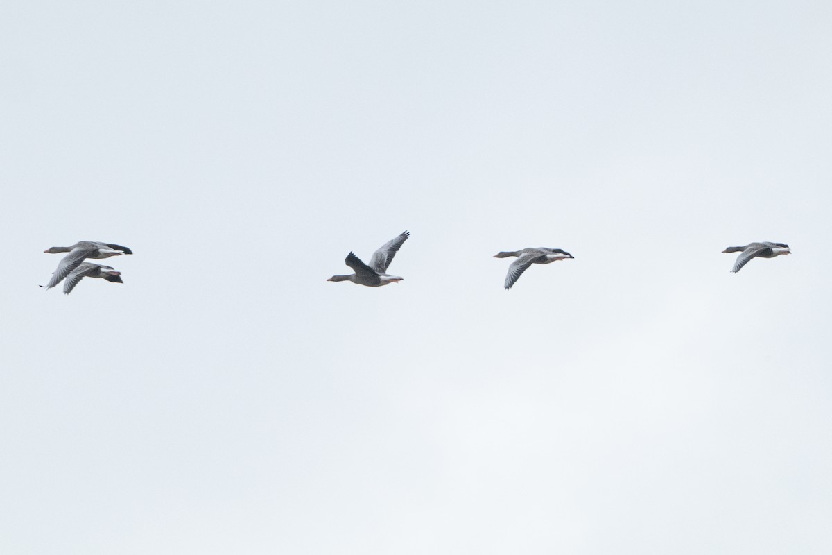 grågås - ML646914936