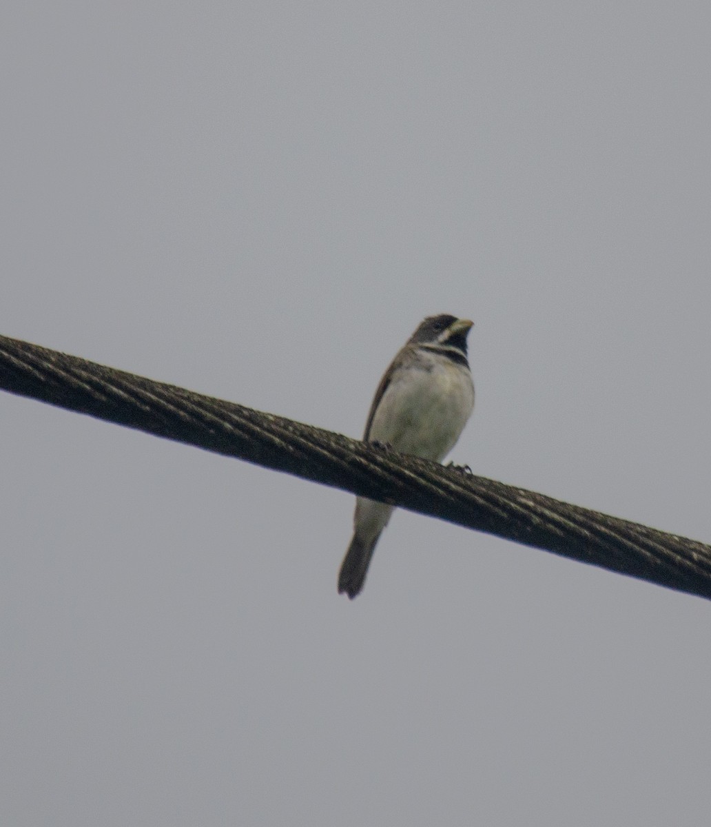 フタスジヒメウソ - ML646914937