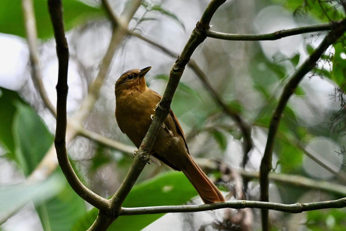 Buff-fronted Foliage-gleaner - ML646914941
