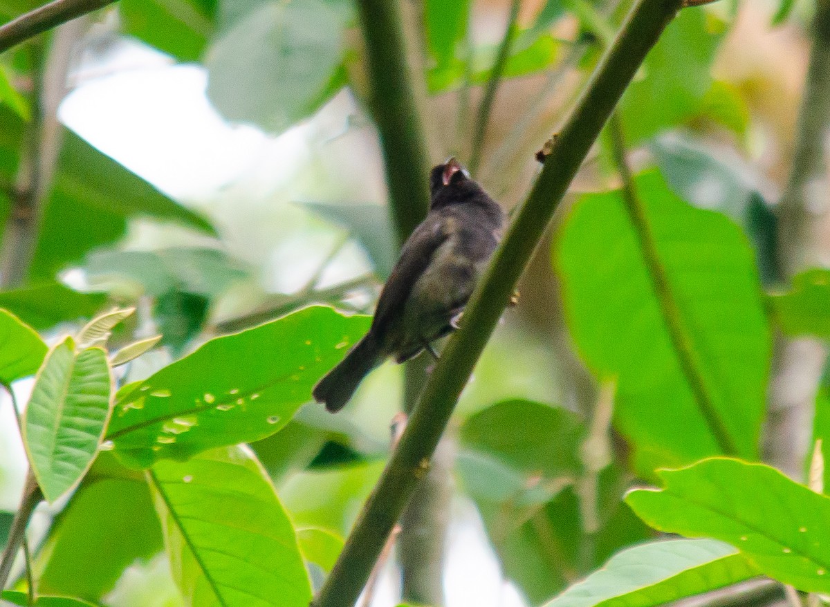 ウスズミコメワリ - ML646914956