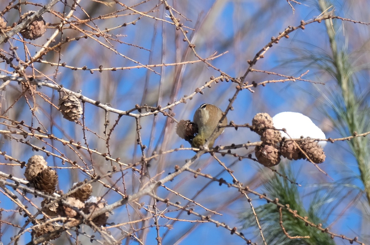 gulstillits - ML646914957