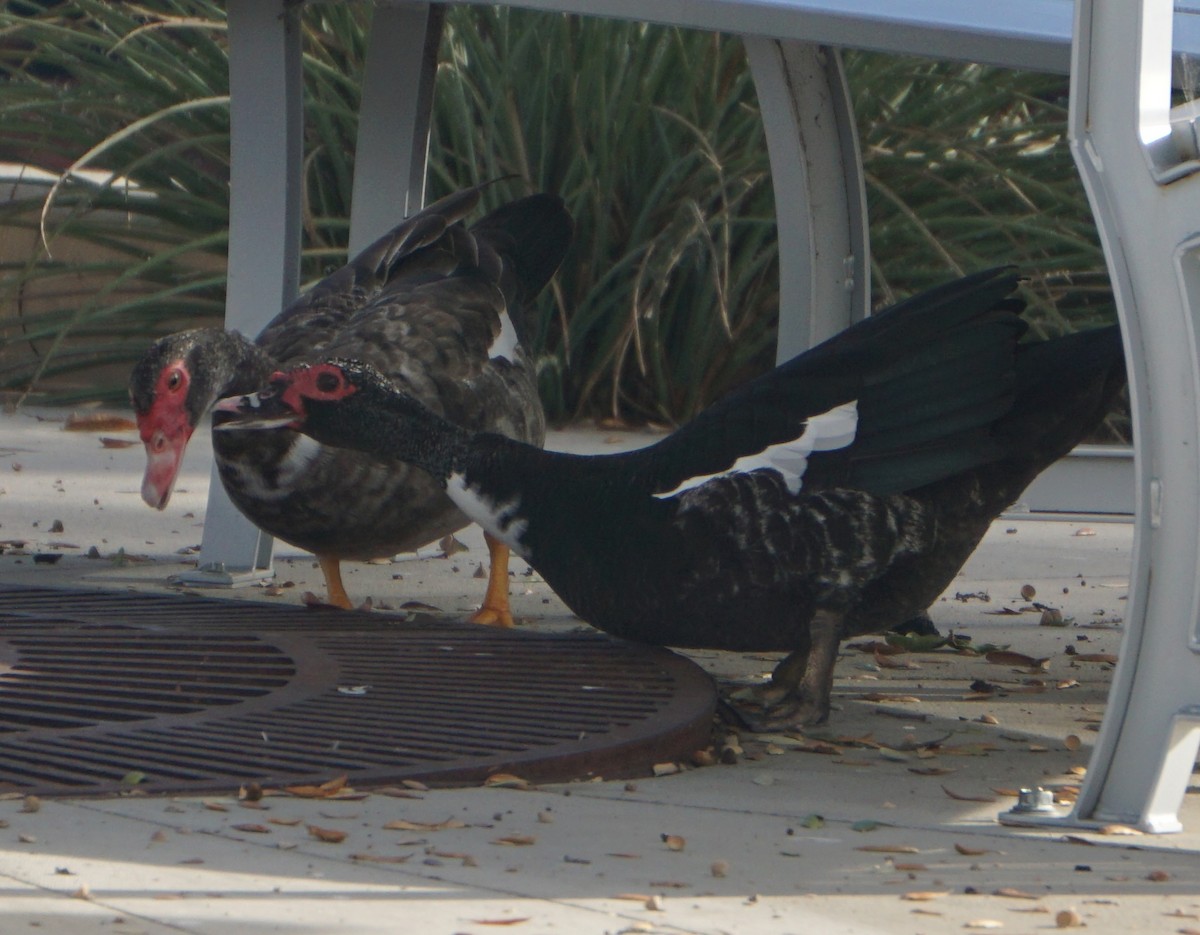 ברבר (מבוית) - ML646914958