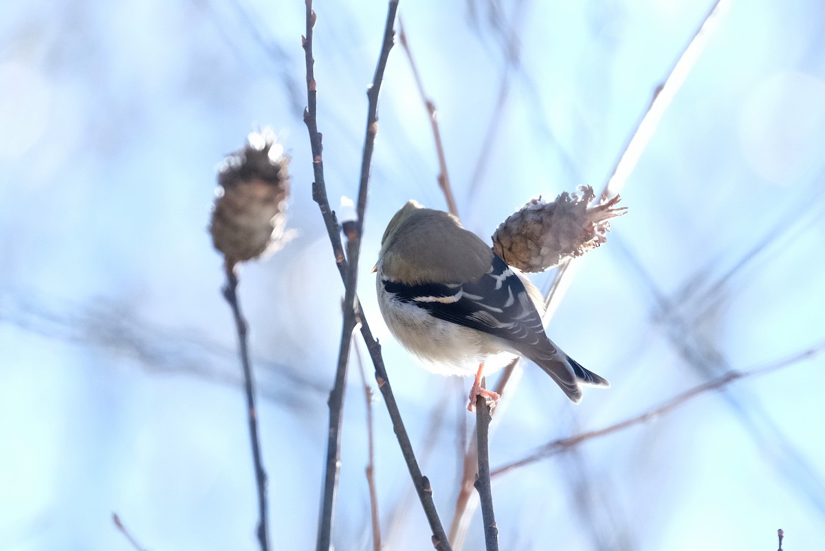 gulstillits - ML646914959