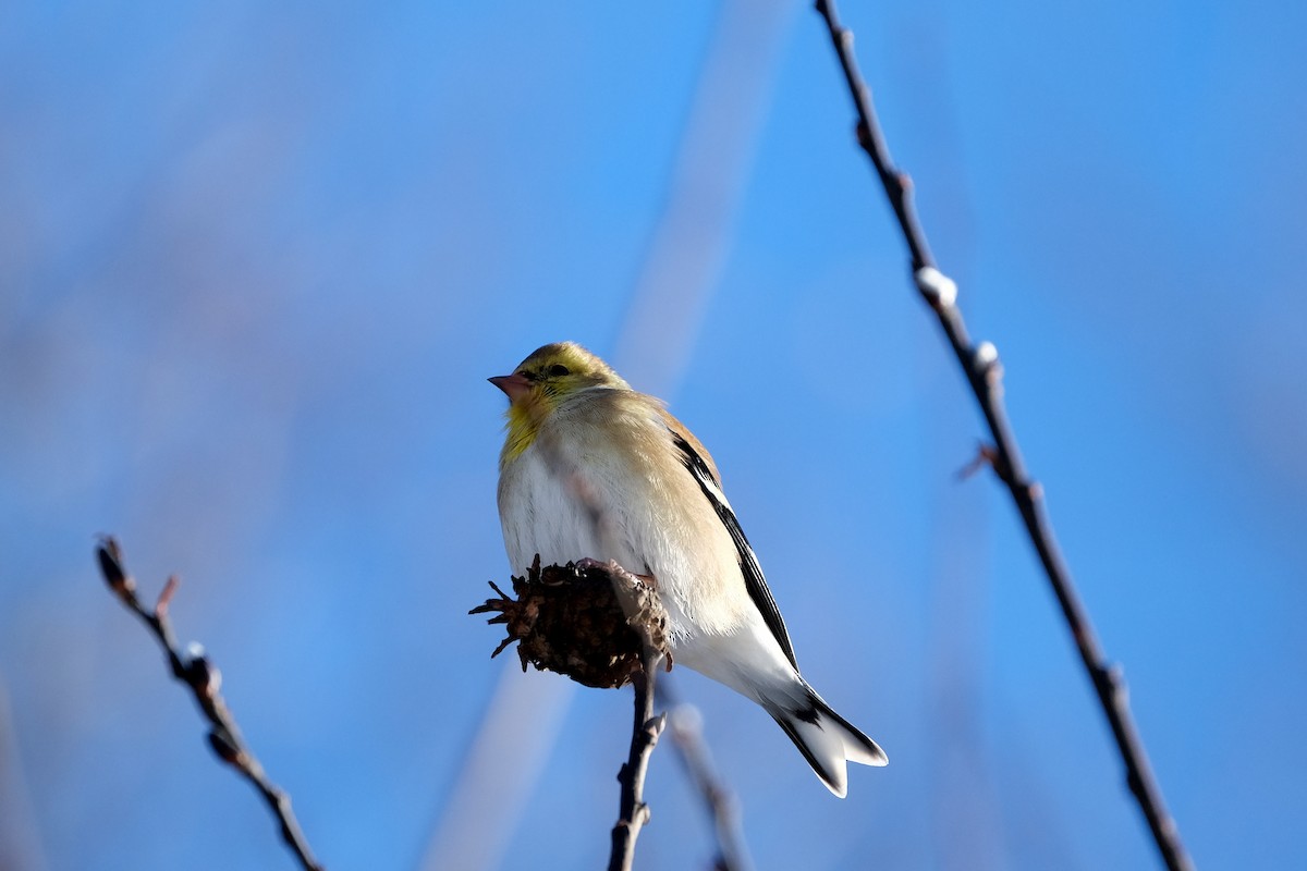 gulstillits - ML646914960