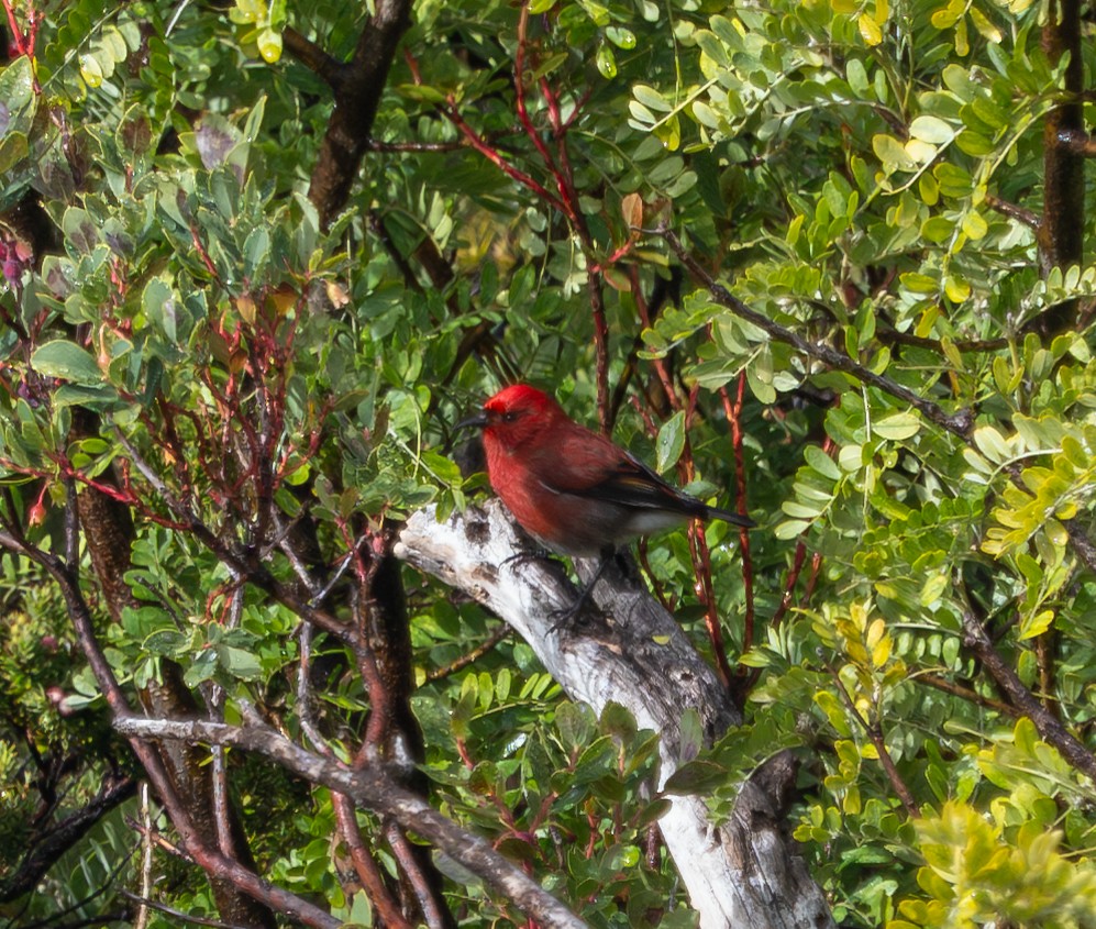 Apapanesi - ML646914961