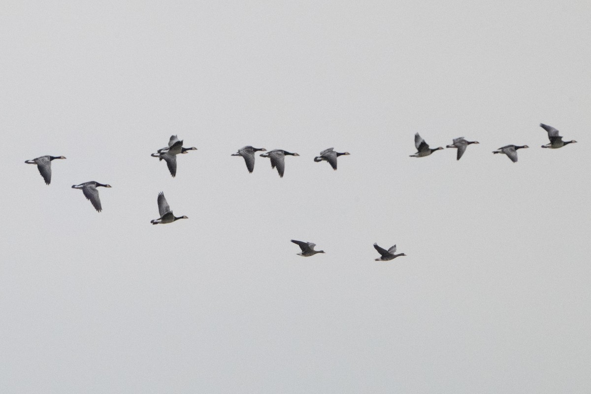 hvitkinngås - ML646914964