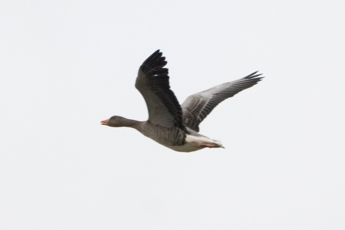 grågås - ML646914973