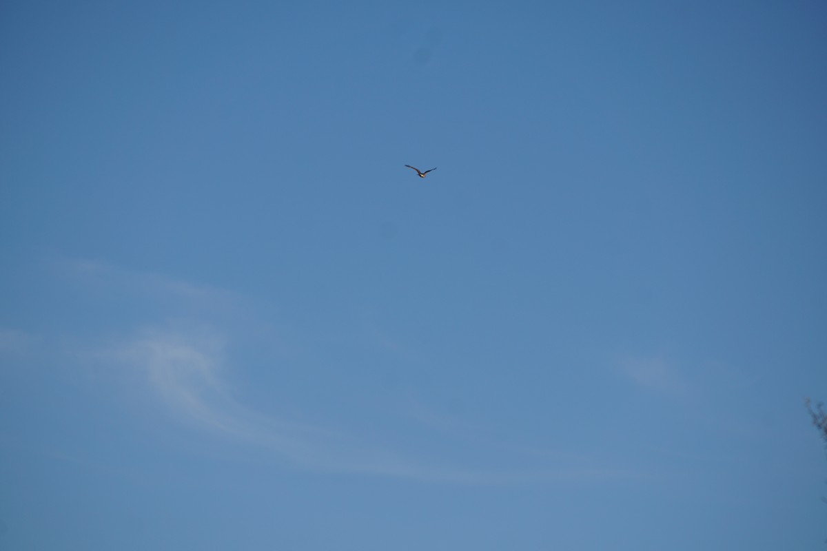 זרון אמריקני - ML646914974