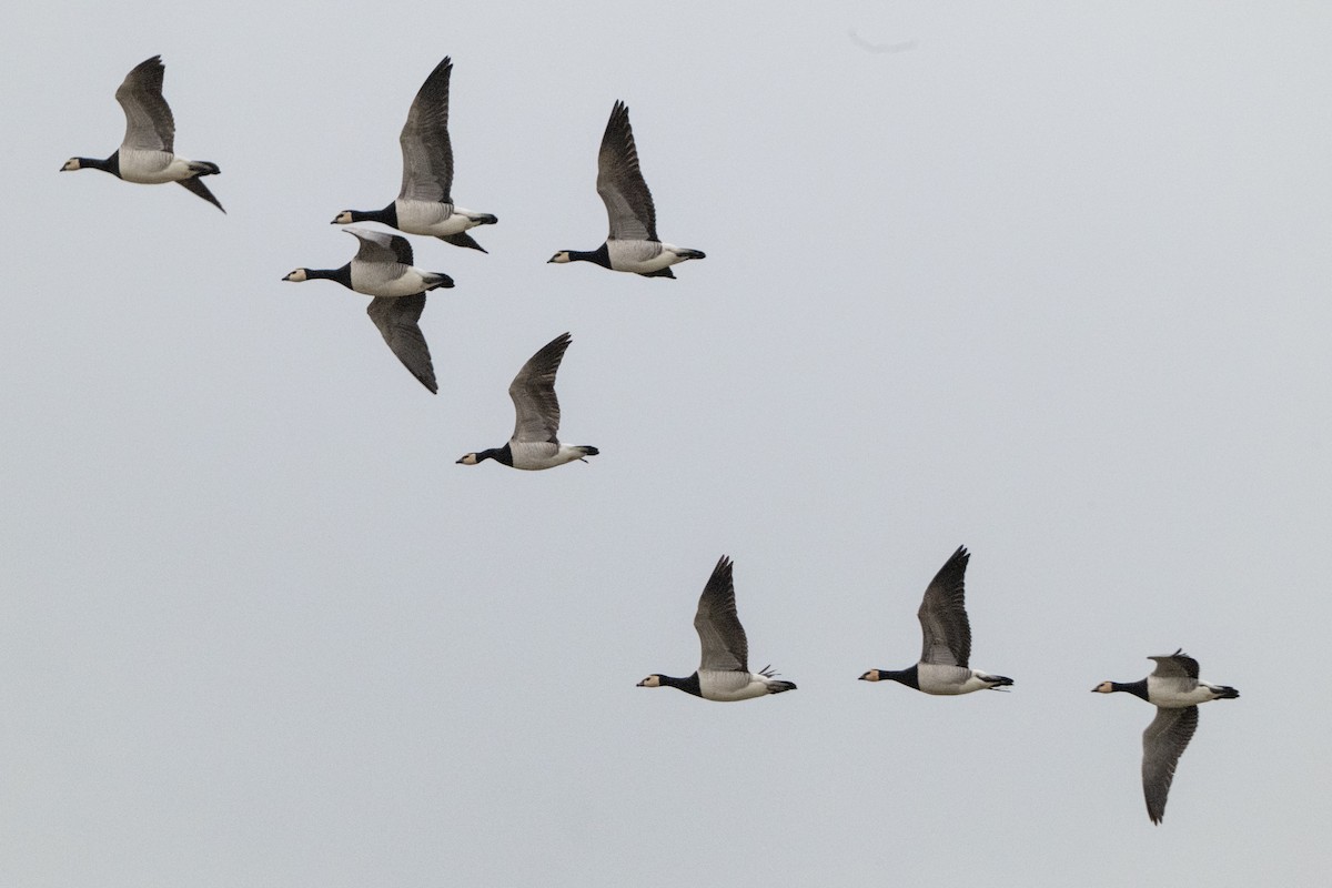 hvitkinngås - ML646914976