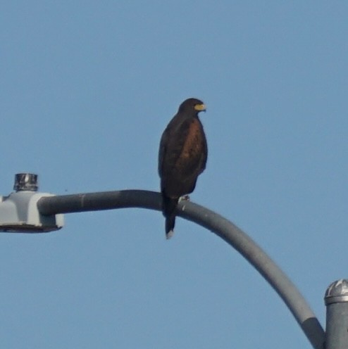 Harris's Hawk - ML646914977
