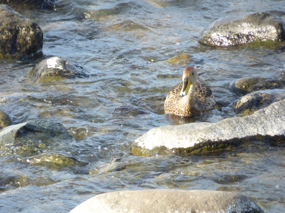 gulnebbstjertand - ML646914978