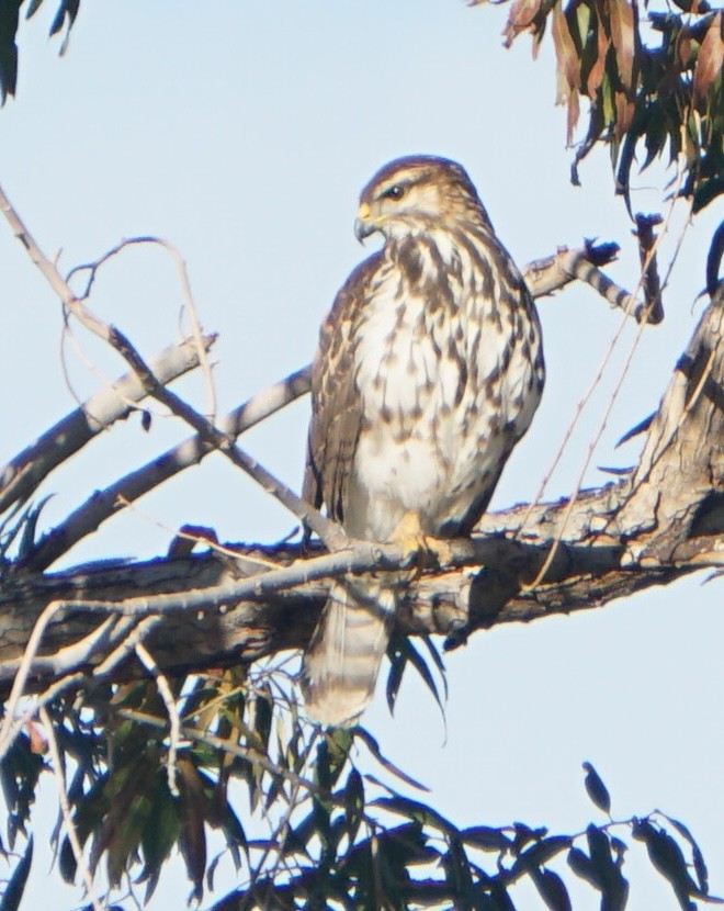 nordgråvåk - ML646914985