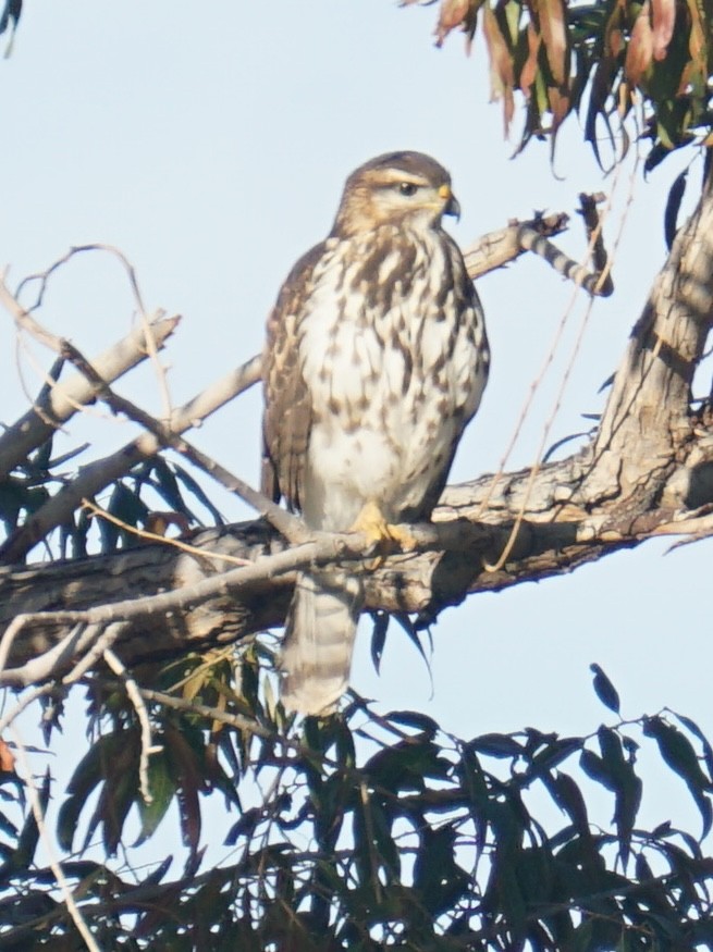 nordgråvåk - ML646914986