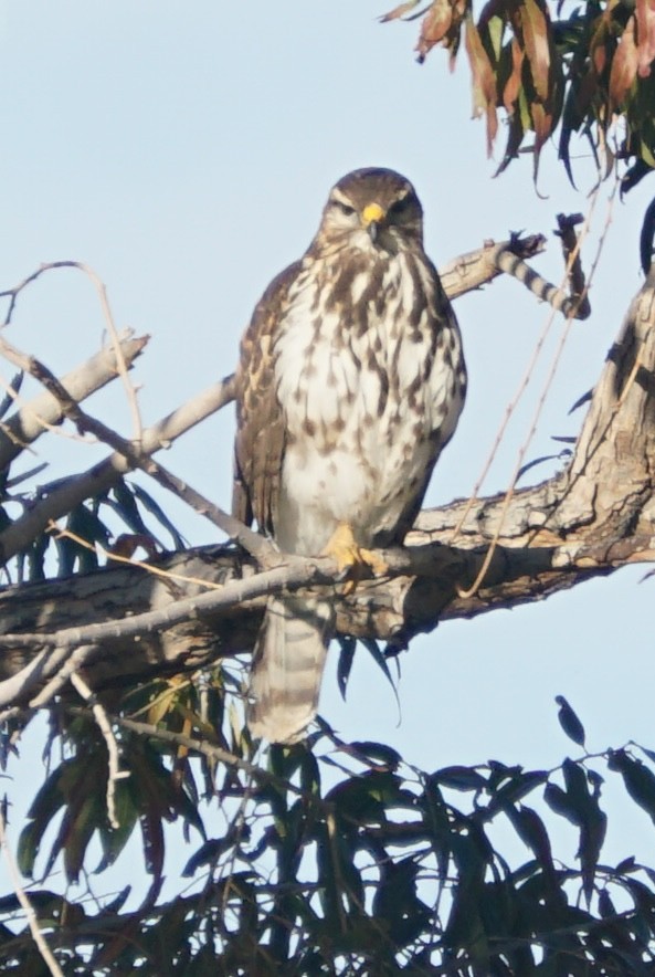 nordgråvåk - ML646914987