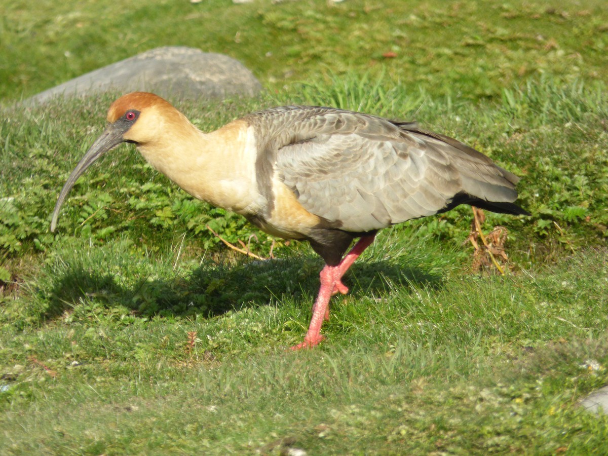 İbikli Sarıca Aynak - ML646914997