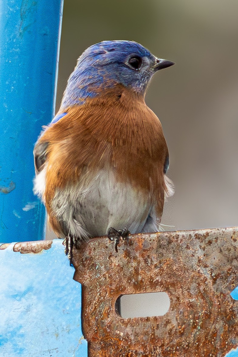 Eastern Bluebird - ML646914998