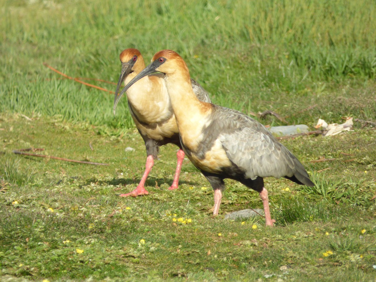 İbikli Sarıca Aynak - ML646914999