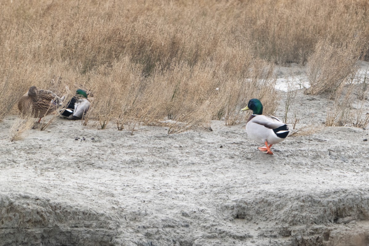 stokkand - ML646915006