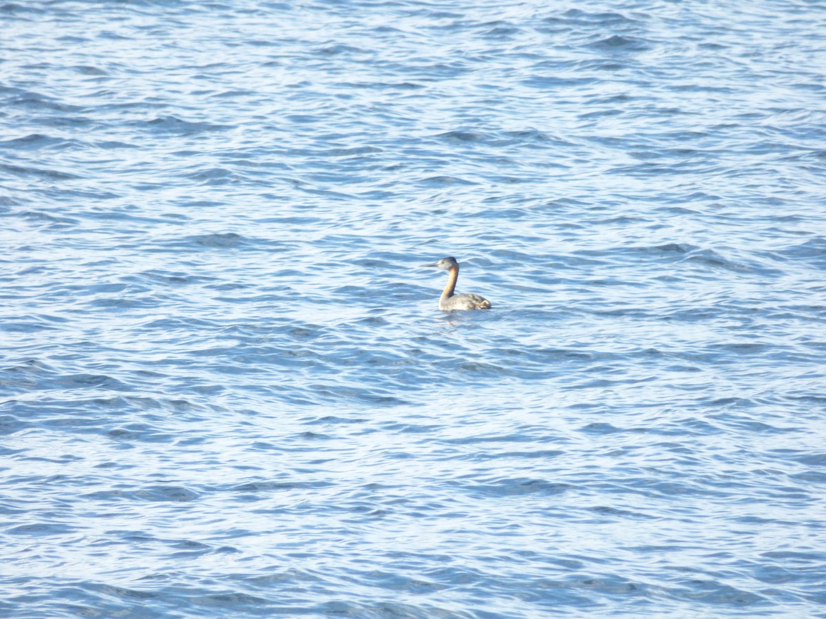 Magellantaucher - ML646915008