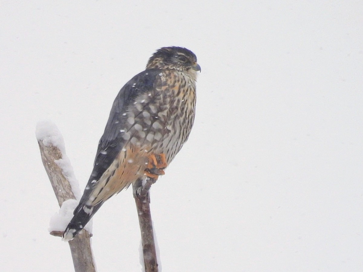 Дербник - ML646915010