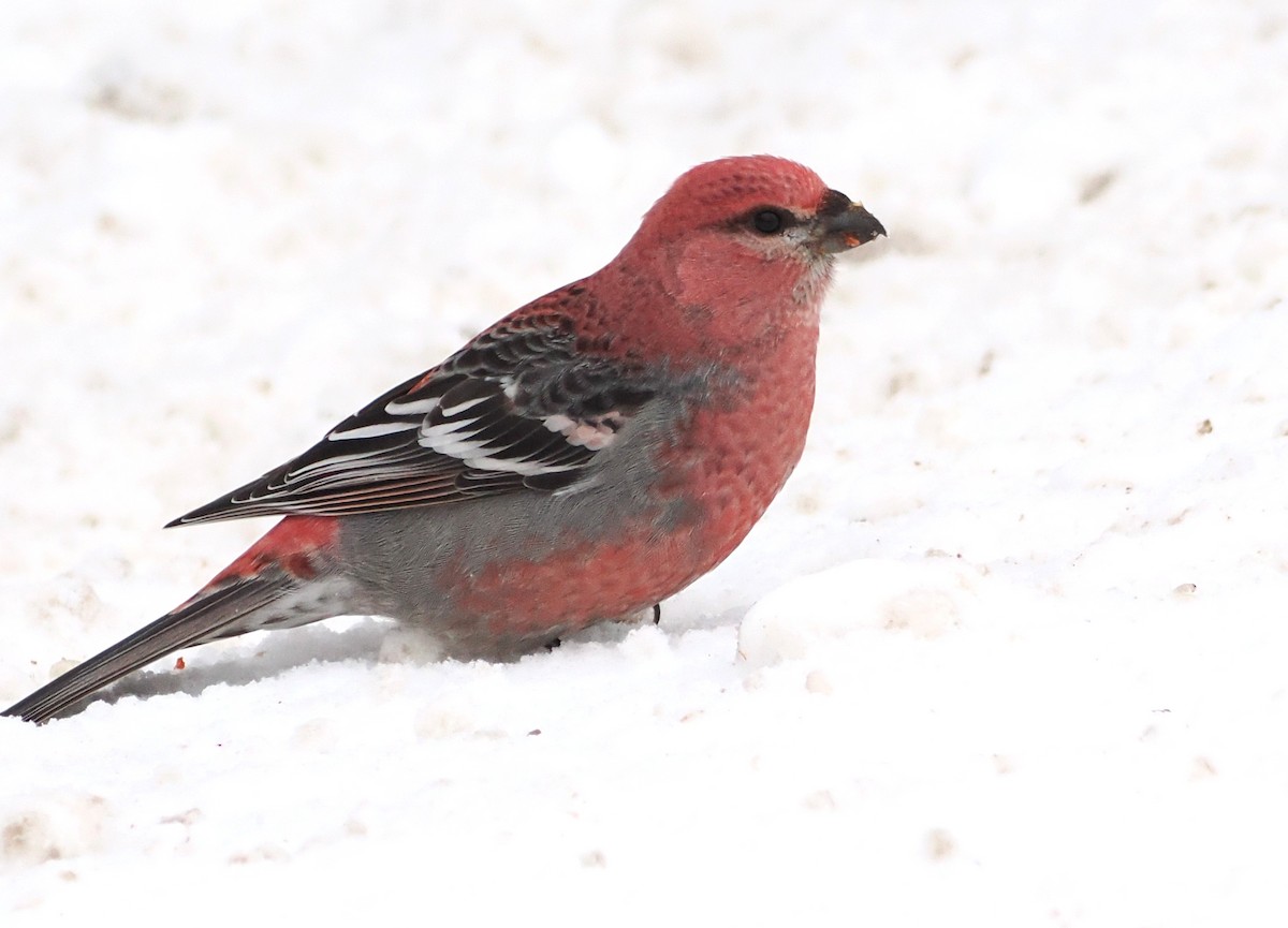 Pine Grosbeak - ML646915011