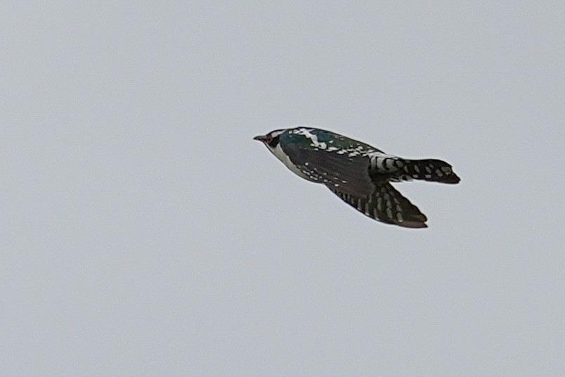 Dideric Cuckoo - ML646915016