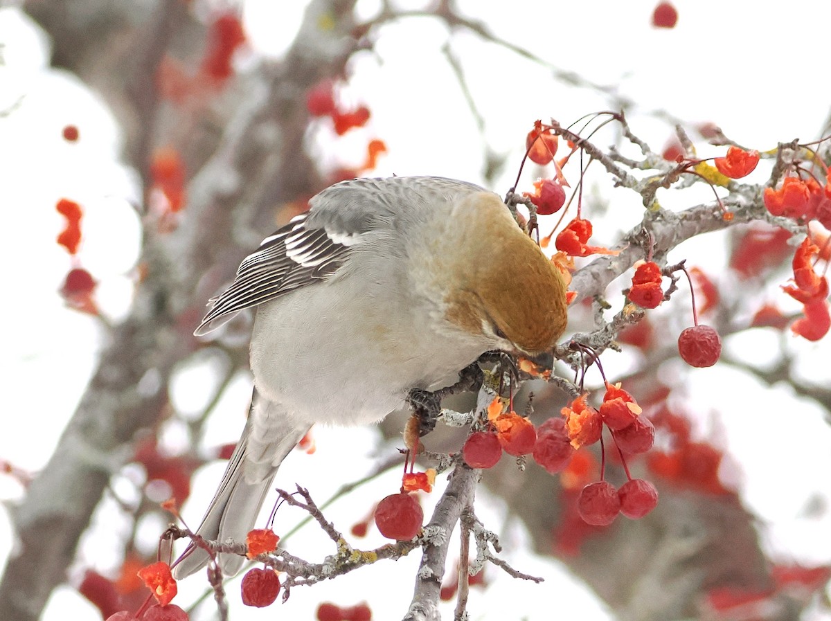 Pine Grosbeak - ML646915018