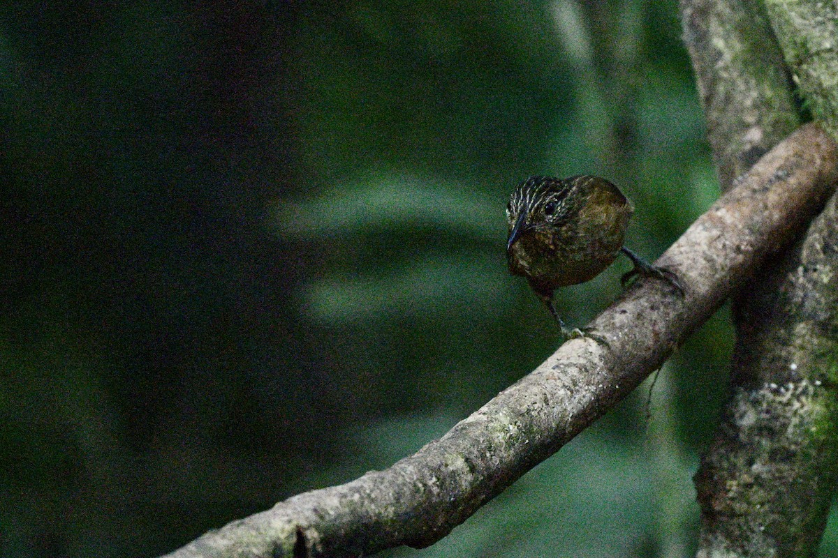 Black-billed Treehunter - ML646915019