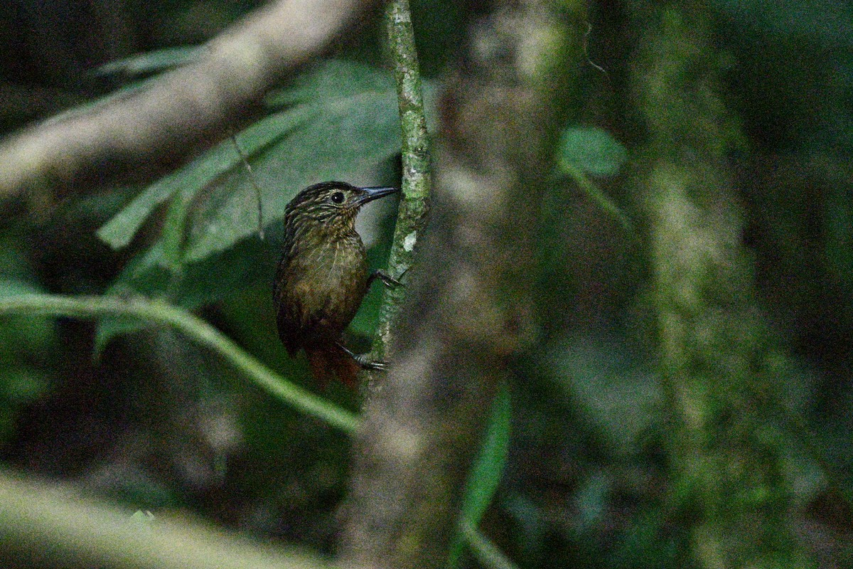 Black-billed Treehunter - ML646915020