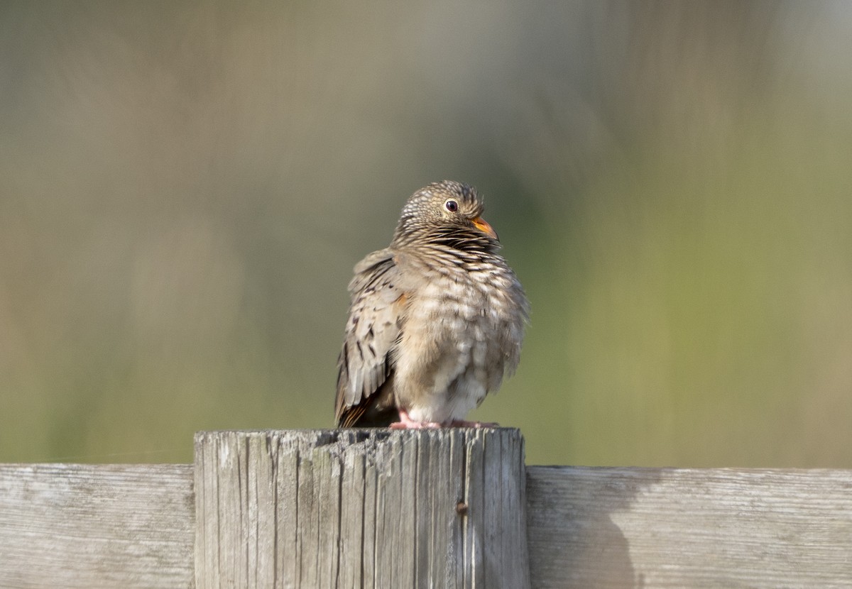 Serçe Kumrusu - ML646915022