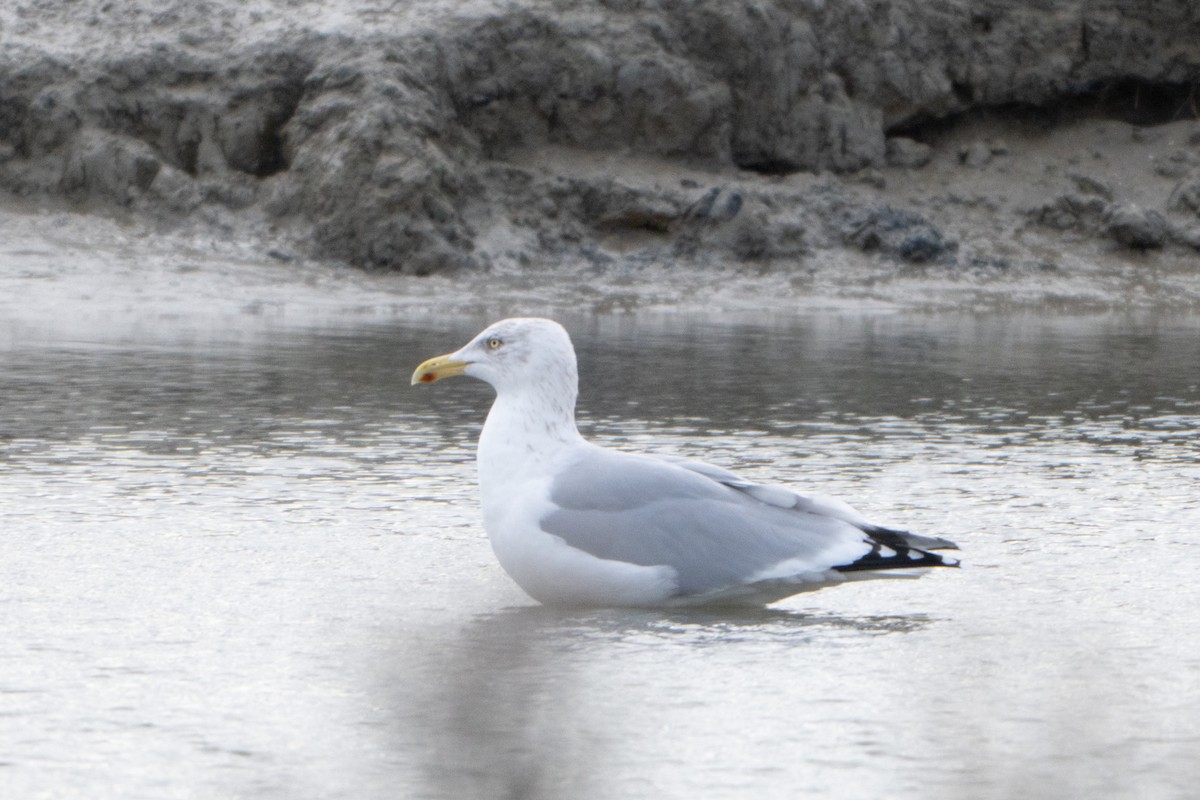 gråmåke - ML646915023