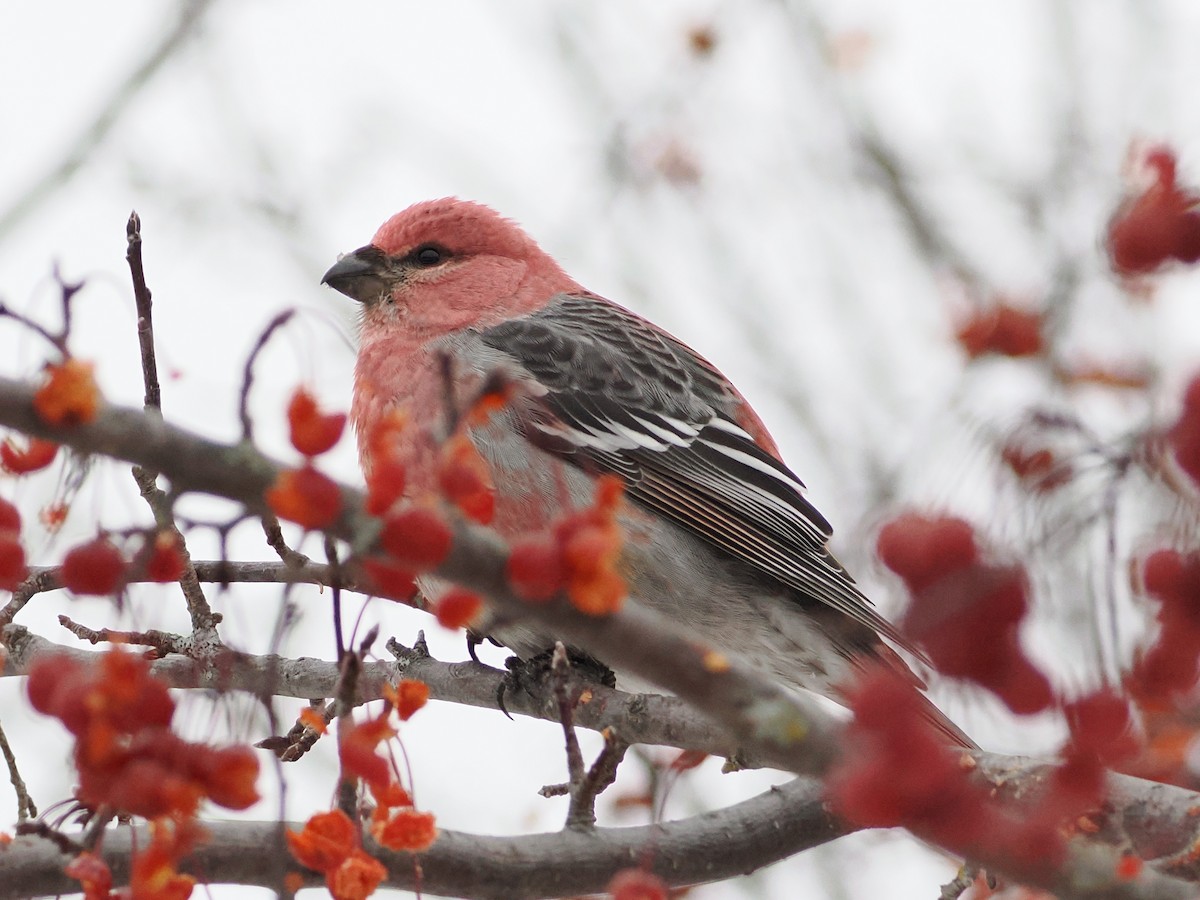 Pine Grosbeak - ML646915024