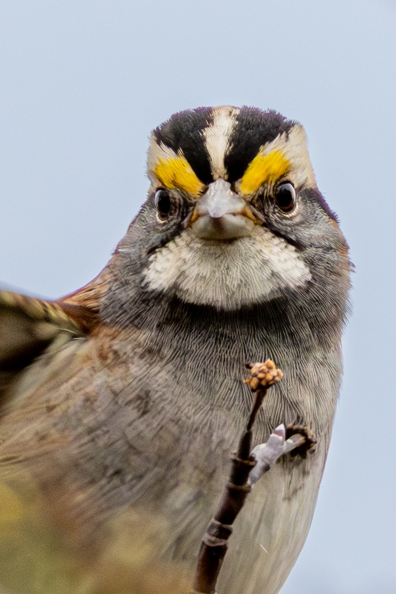 White-throated Sparrow - ML646915026