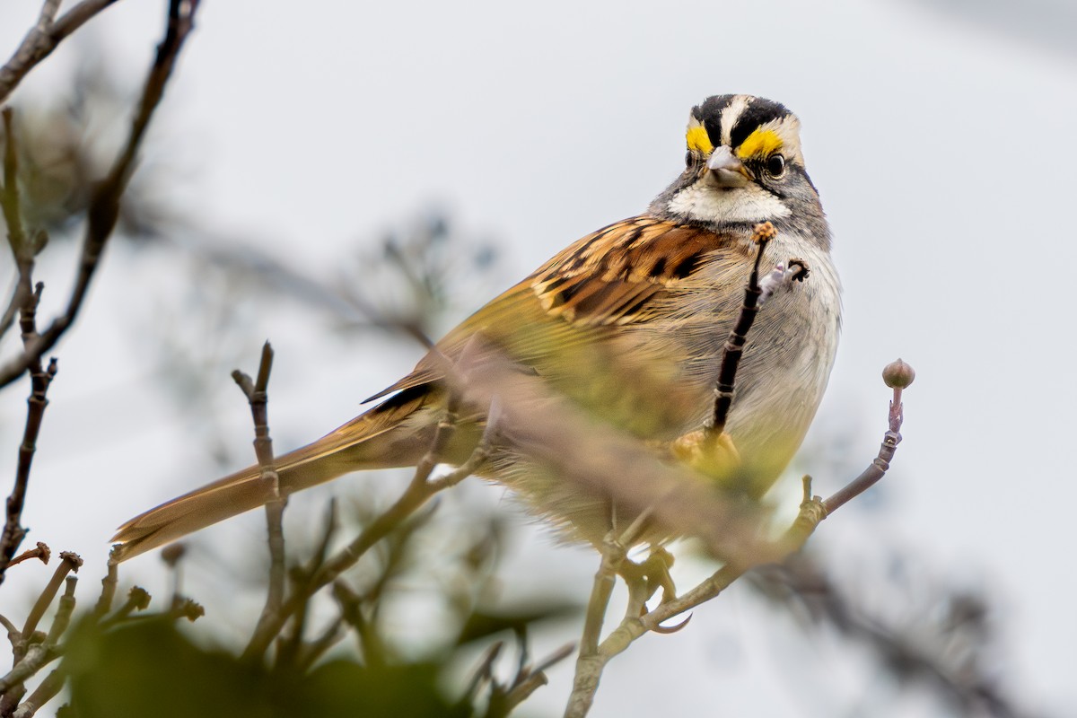 White-throated Sparrow - ML646915027