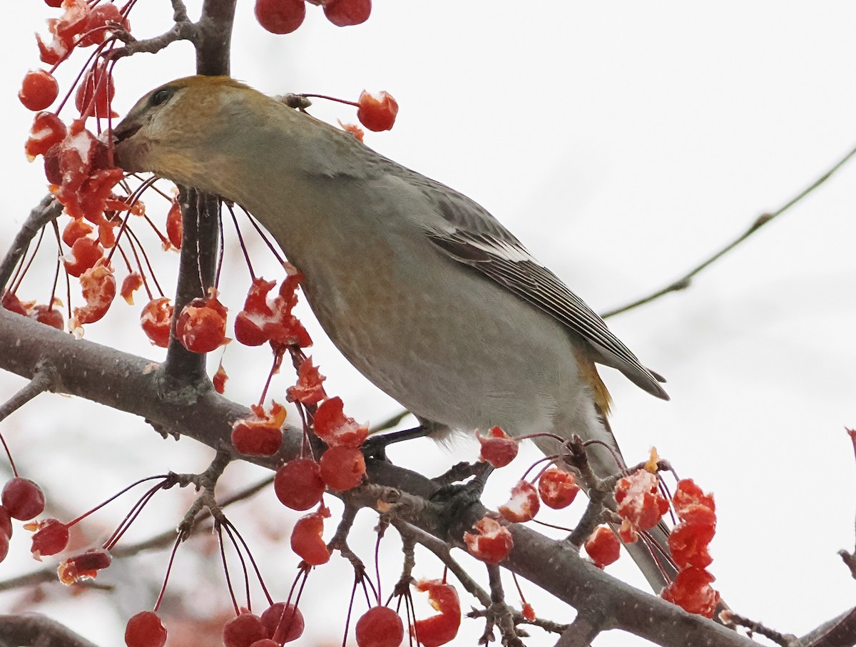 Pine Grosbeak - ML646915028