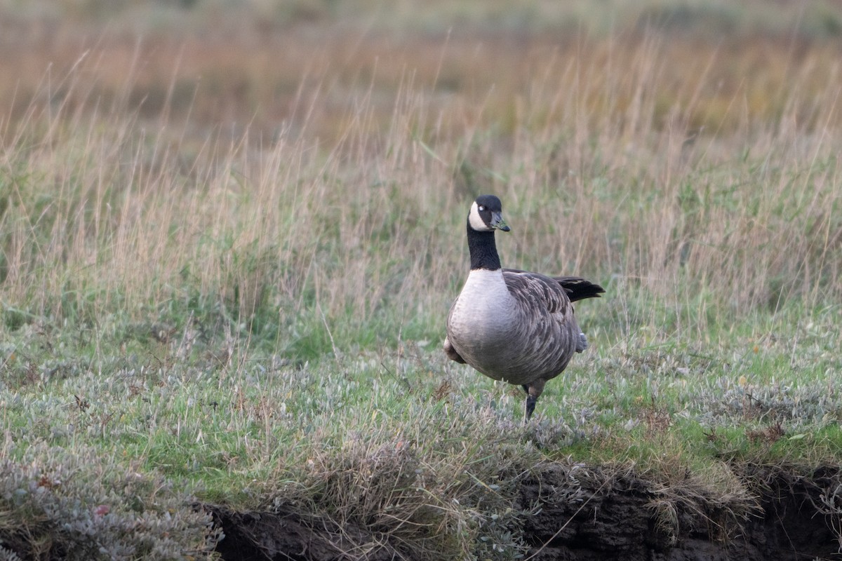 kanadagås - ML646915030