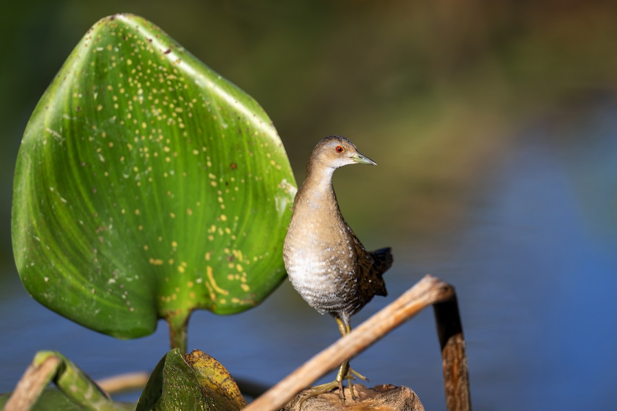 Baillon's Crake - ML646915033