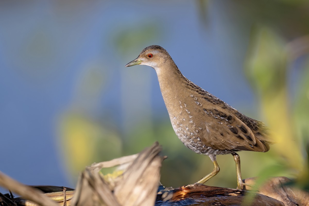 Baillon's Crake - ML646915034