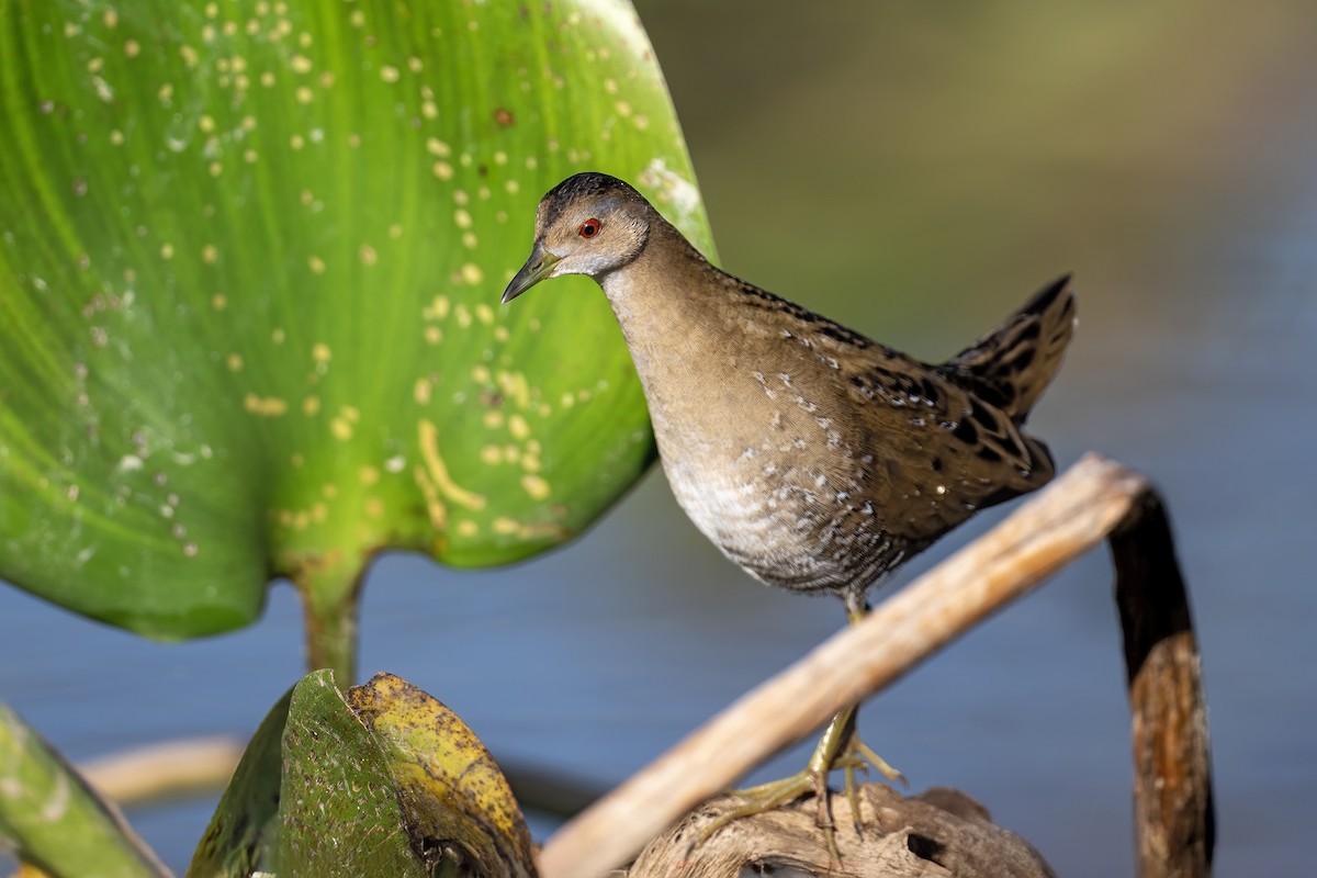 Baillon's Crake - ML646915035