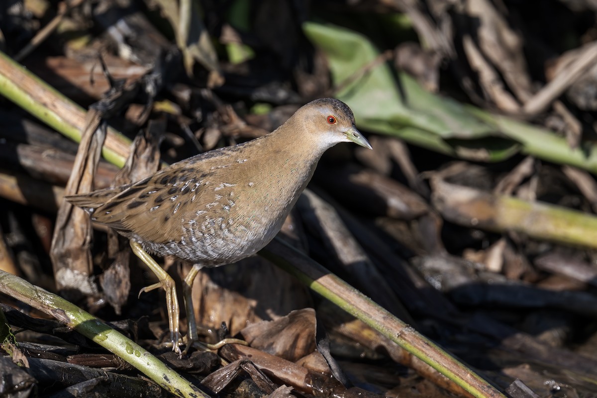 Baillon's Crake - ML646915036