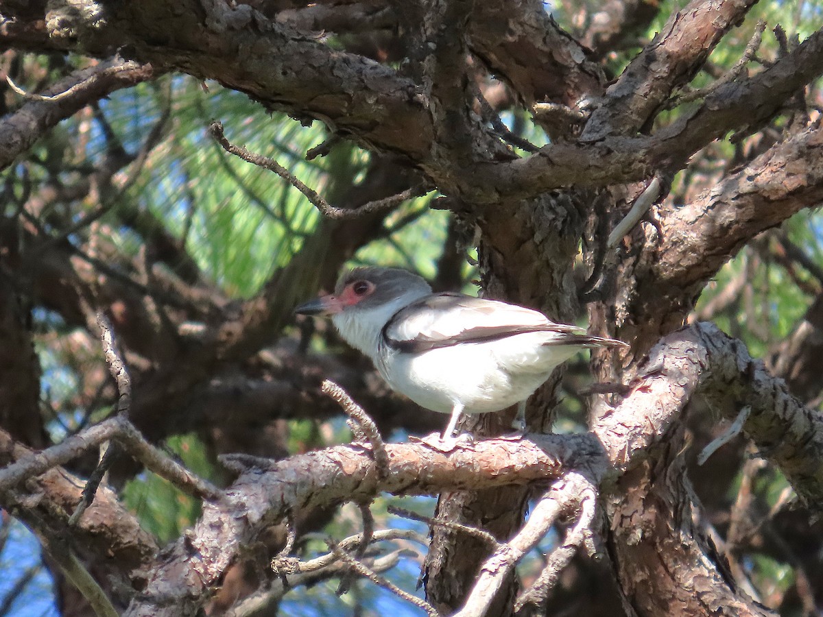 Masked Tityra - ML646915037