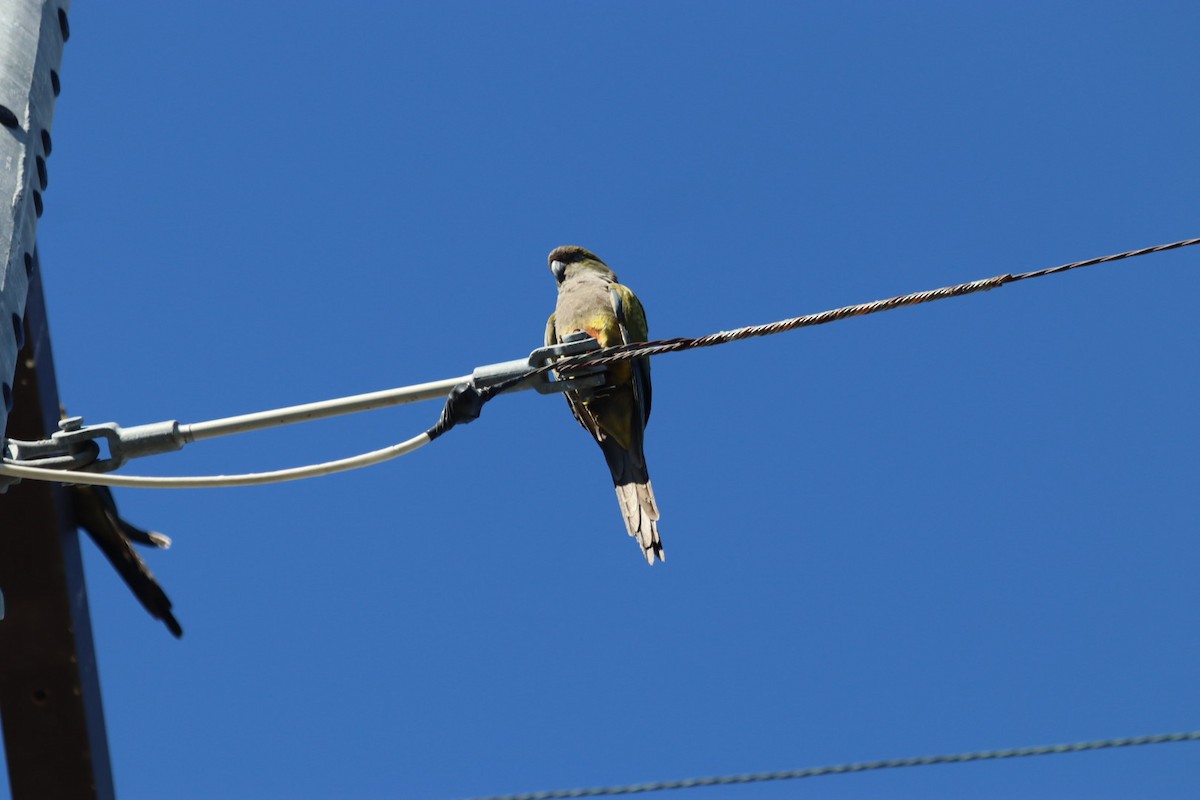 Burrowing Parakeet - ML646915046