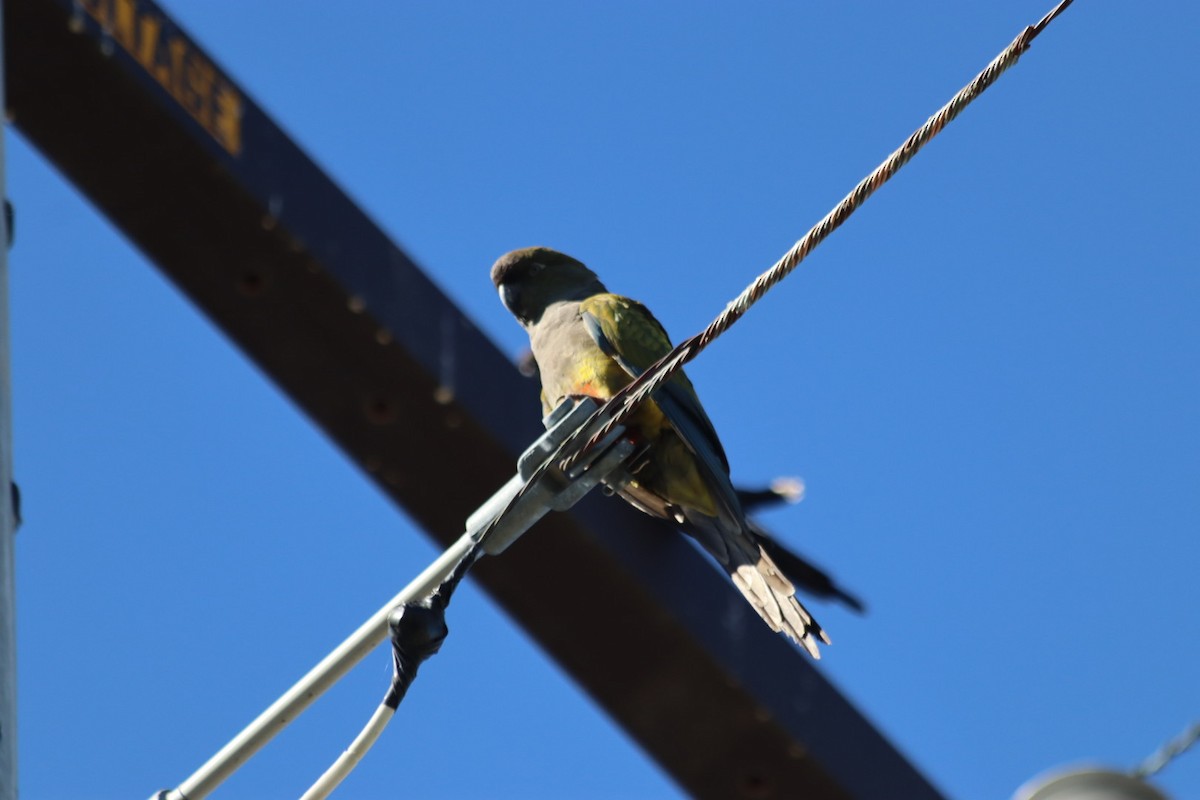 Burrowing Parakeet - ML646915047
