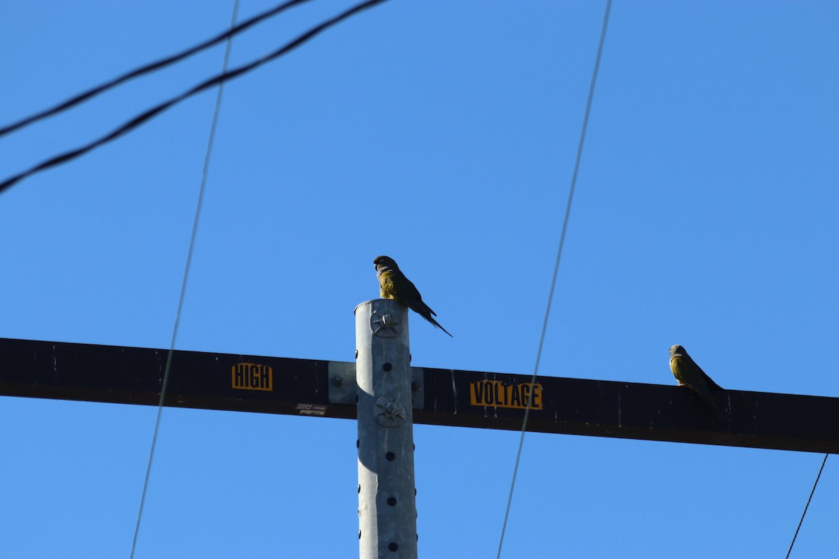 Burrowing Parakeet - ML646915048