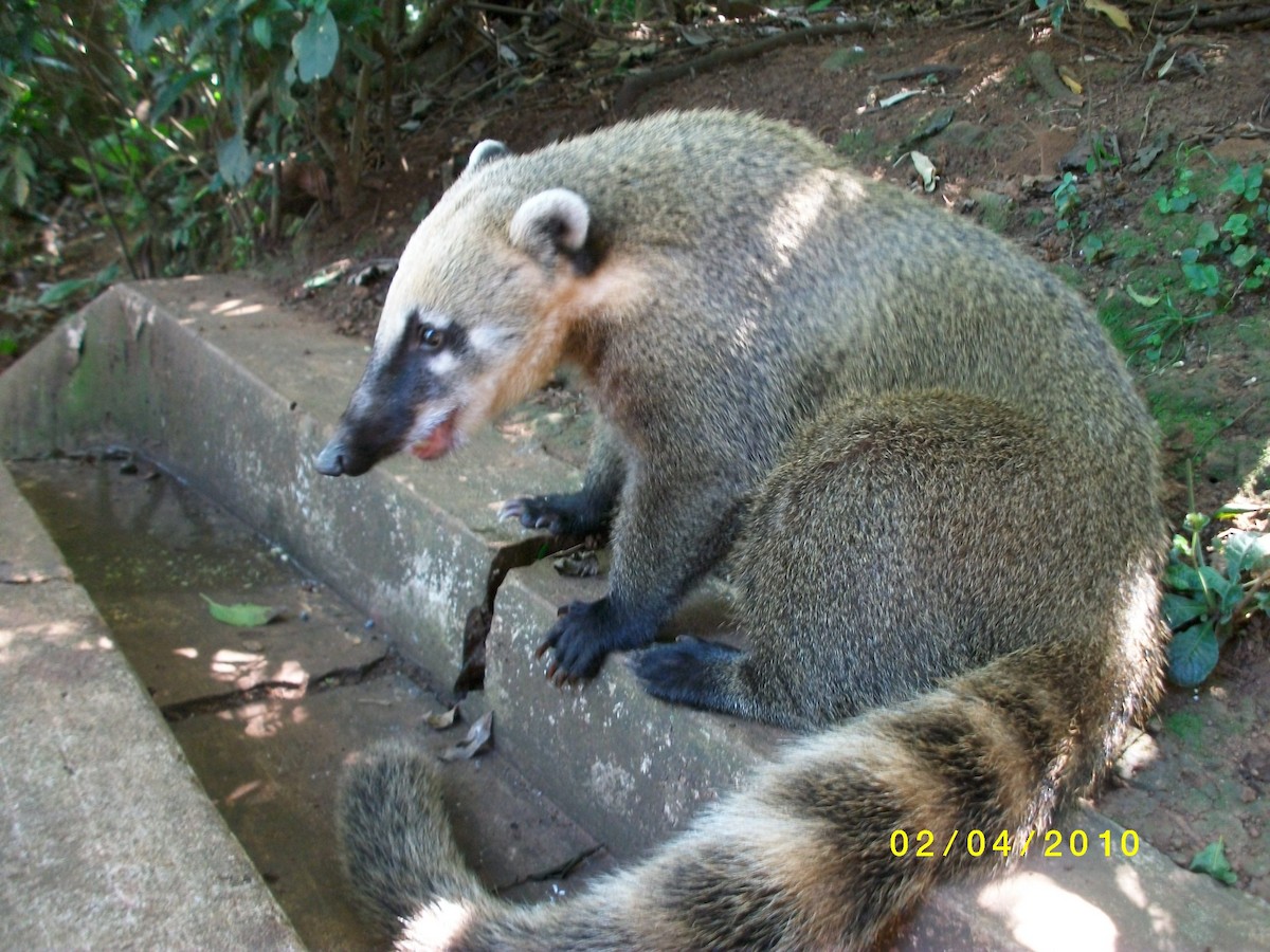 Mammals - ML646915049