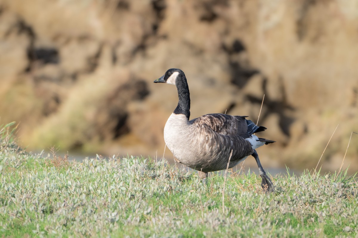 kanadagås - ML646915050