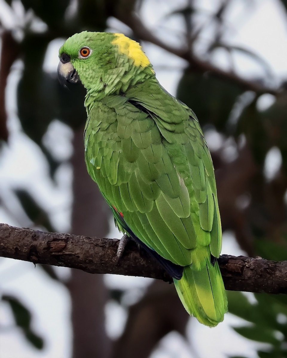 Amazone à nuque d'or - ML646915051